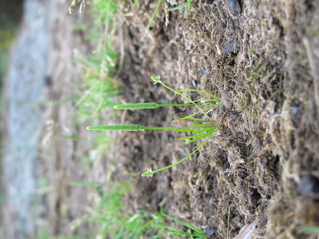 Myosurus minimus